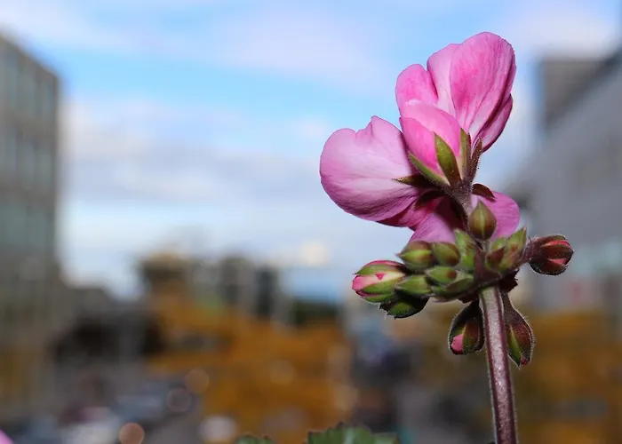 Gæstehus Graf Konstanz